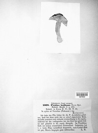 Helvella macropus image
